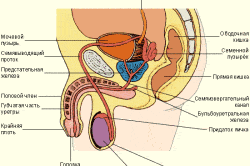 Устройство репродуктивной системы у мужчин Устройство репродуктивной системы у мужчин