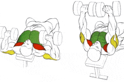 Упражнения с гантелями