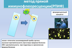 Реакция прямой иммунофлюоресценции Реакция прямой иммунофлюоресценции
