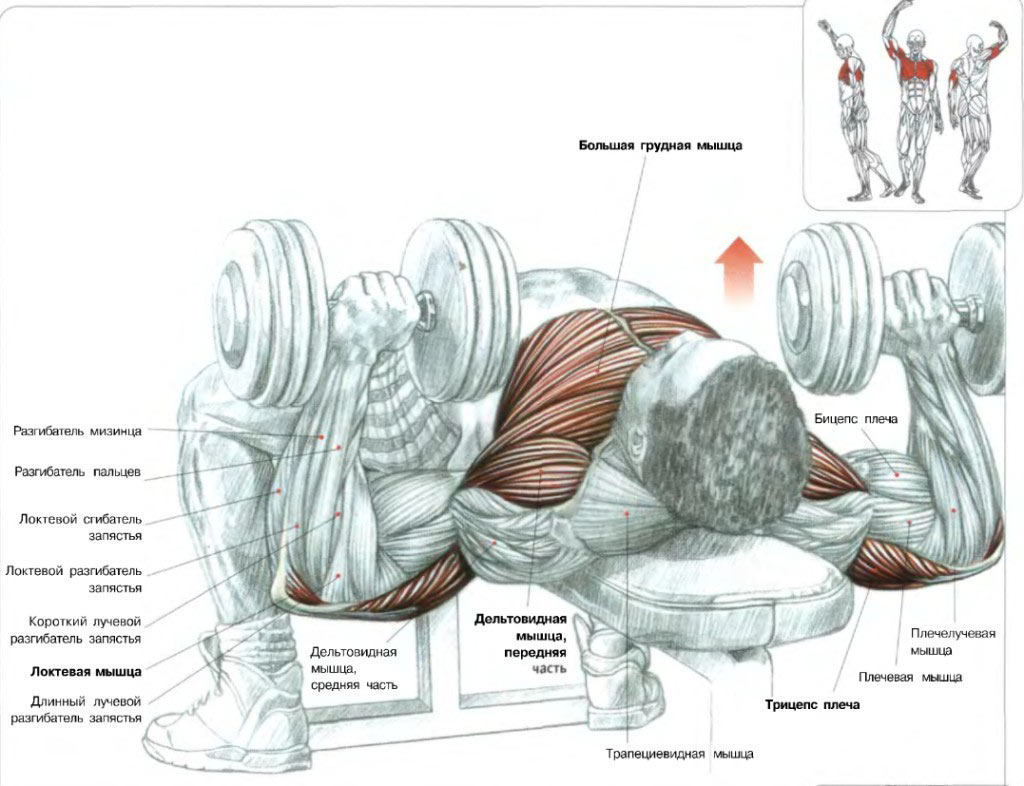 Группы мышц, которые работают при жиме гантелей лежа Группы мышц, которые работают при жиме гантелей лежа