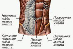 Анатомическое строение пресса Анатомическое строение пресса