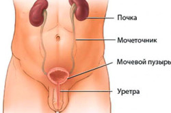 Строение мочеполовой системы Строение мочеполовой системы