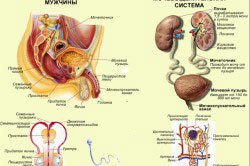 Мочеполовая система Мочеполовая система
