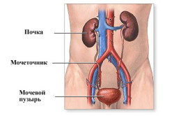 Мочевыводящая система человека