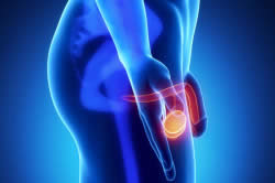 Выработка 95% тестостерона яичками Выработка 95% тестостерона яичками