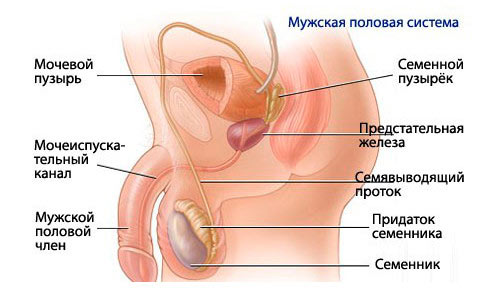 Мужская половая система Мужская половая система