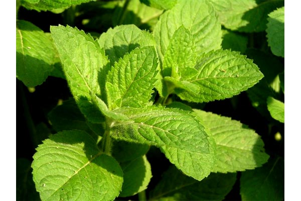 Мята для потенции Мята для потенции