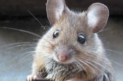 Мышь - переносчик заболевания Мышь - переносчик заболевания