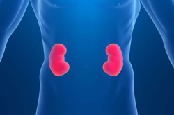 Кора надпочечников Кора надпочечников