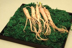 Корень женьшеня Корень женьшеня