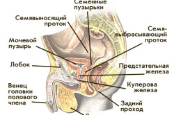 Половая система мужчины Половая система мужчины
