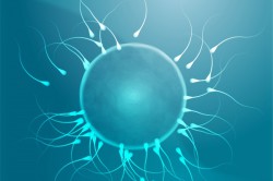 Процедура искуственного оплодотворения Процедура искуственного оплодотворения