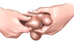 Мужские яички Мужские яички