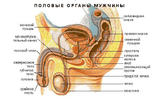 Строение мужской мочеполовой системы Строение мужской мочеполовой системы