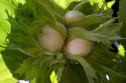 Орешник при простатите Орешник при простатите