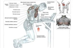 Отжимания на брусьях Отжимания на брусьях