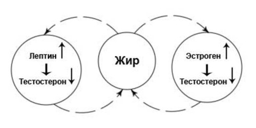 Влияние тестостерона на жиры в организме Влияние тестостерона на жиры в организме
