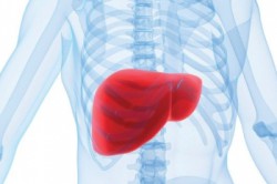 Печень Печень