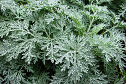 Полынь - натуральный афродизиак Полынь - натуральный афродизиак