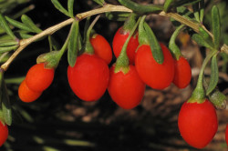 Плоды дерезы китайской, входящие в состав препарата 