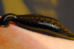 Пиявка Пиявка