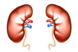 Сбой в работе почек Сбой в работе почек