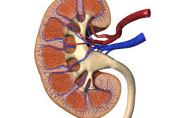 Нарушение функции почек Нарушение функции почек