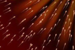 Подвижность сперматозоидов Подвижность сперматозоидов