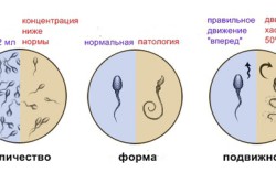 Морфофизиологические показатели Морфофизиологические показатели