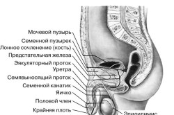 Устройство мужских половых органов