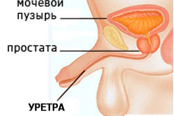 Расположение мочевого пузыря в организме мужчины Расположение мочевого пузыря в организме мужчины