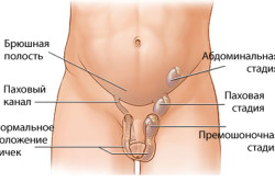 Половые мужские железы Половые мужские железы