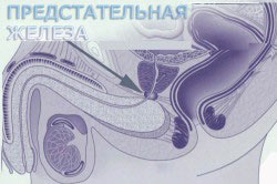 Предстательная железа Предстательная железа