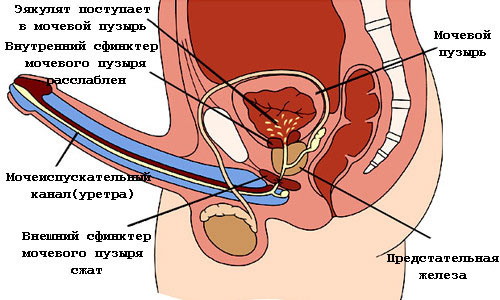 Процесс эякуляции Процесс эякуляции