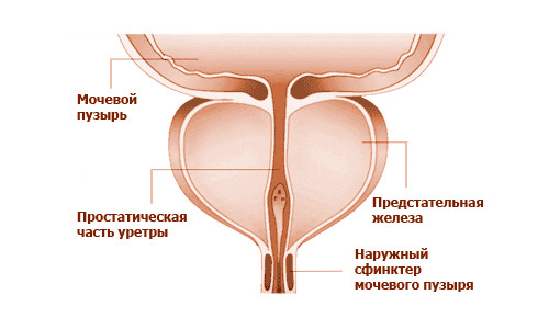 Простата Простата