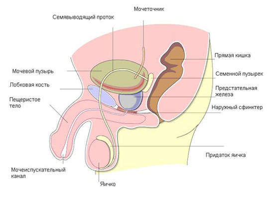 Анатомическое строение органов малого таза Анатомическое строение органов малого таза