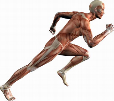 Работа мышц при беге Работа мышц при беге