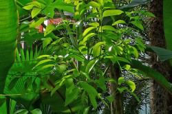 Растение корицы Растение корицы