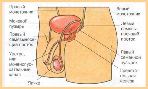 Расположение мочевого пузыря Расположение мочевого пузыря