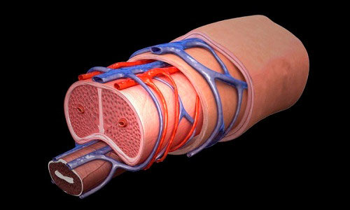 Расположение вен на половом члене