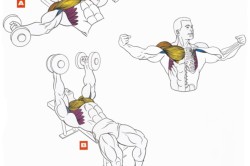 Рисунок 2. Разведение гантелей на наклонной скамье Рисунок 2. Разведение гантелей на наклонной скамье