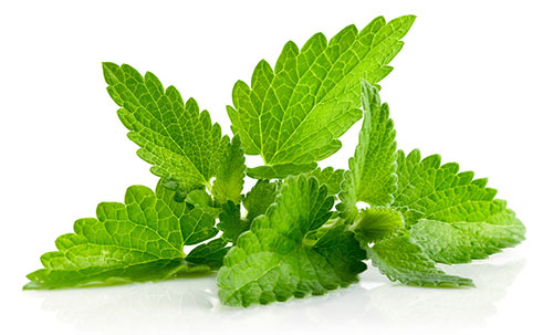 Противопоказание регулярного употребления мяты мужчинами Противопоказание регулярного употребления мяты мужчинами