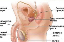 Строение репродуктивной системы мужчин reproduktivnay sistema