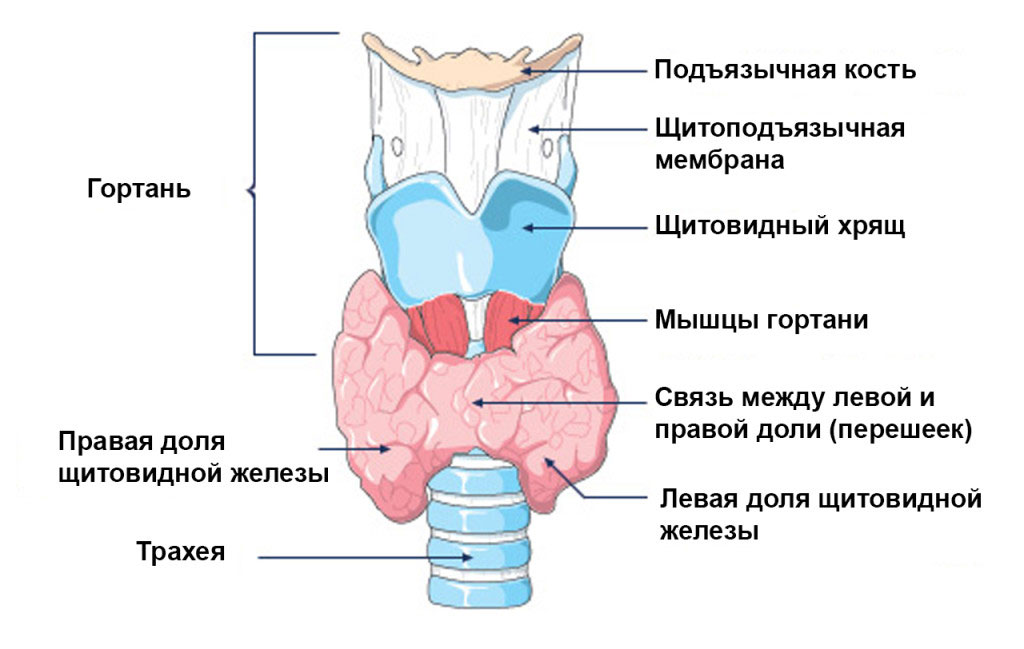 Схема гипертиреоза Схема гипертиреоза