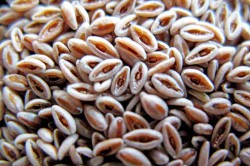 Семена подорожника Семена подорожника