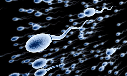 Семенная жидкость Семенная жидкость