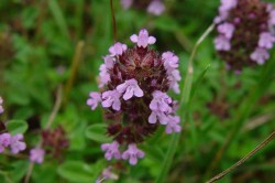 Чабрец Чабрец