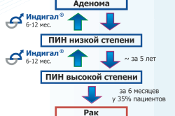 Схема развития ПИН Схема развития ПИН