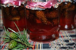 Настойка из шишек Настойка из шишек