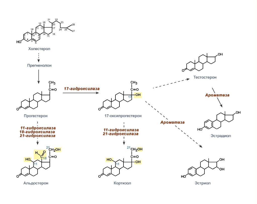 Мужской гормон тестостерон Мужской гормон тестостерон
